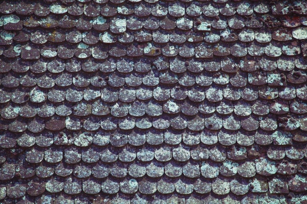 Close-up of roof tiles
